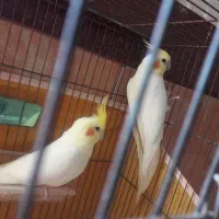 دو عدد عروس هلندی خوش رنگ|پرنده|صوفیان, |دیوار