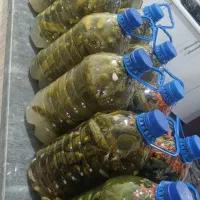 فروش خیارشور