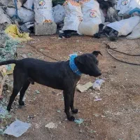 سگ پیتبول نگهبان|سگ|رباط‌کریم, الارد|دیوار