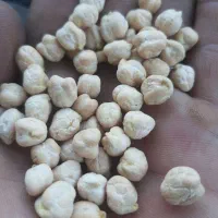 نخود کیلویی درجه یک بذری