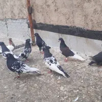 کبوتر کله سیاه بهبهانی نروماده|پرنده|شیراز, دارالرحمه|دیوار