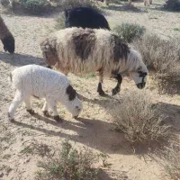 میش زایده فروشی