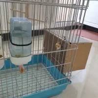 جفت عروس هلندی مولد