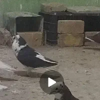 ریش و ساده افشون