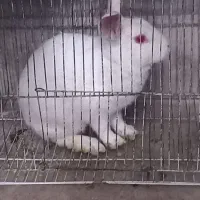 خرگوش بازیگوش و سالم