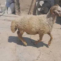 قوچ دوساله چاق