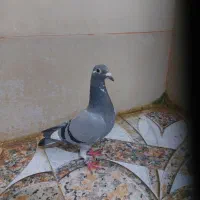 جوجه کبوترپلاکی