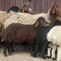 میش بره افشاری