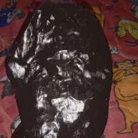 شهاب سنگ|جواهرات|بم, |دیوار