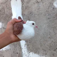 کبوتر