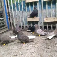 کبوتر ماده دم سفید|پرنده|اهواز, کارون|دیوار