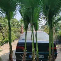 پالم واشنگتن