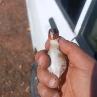 سهره پاییزه