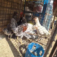 مرغ نیمچه ویاندوت|حیوانات مزرعه|شیراز, رکن‌آباد|دیوار