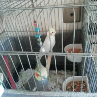 عروس هلندی|پرنده|تهران, سازمان برنامه جنوبی|دیوار