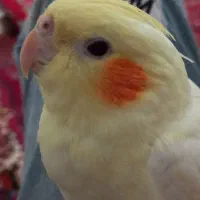 عروس هلندی فول اهلی