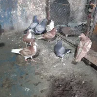 جوجه کفتر انگلیسی