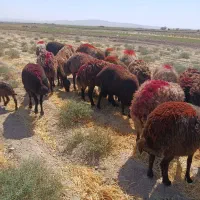 ۲۰ دانه میش جوان و کاور وتقلی افشاری آوستن|حیوانات مزرعه|تایباد, |دیوار