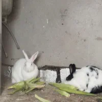 خرگوش۸۰۰۰۰۰۰|موش و خرگوش|پارسآباد, |دیوار