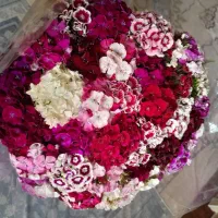 گل شاخه بریده قرنفل دسته ۱۰تایی