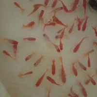 ماهی گلد فیش وساده