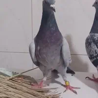 کبوتر|پرنده|خورموج, |دیوار