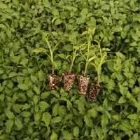 نشاگوجهفرنگی بدرو وبریویو دستگیردریافت سفارش کاشت|خدمات باغبانی و درختکاری|مرودشت, تخت جمشید|دیوار