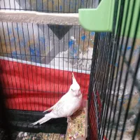 عروس هلندی|پرنده|خرمشهر, |دیوار