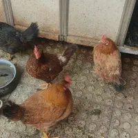 ۶ عدد مرغ کردی تخم گذار جوان