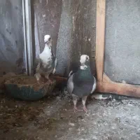کبوتر