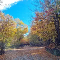 باغ زیتون 5000 متری سنددار صیاد شیرازی|فروش دفتر صنعتی، کشاورزی، تجاری|گرگان, |دیوار