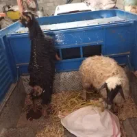 فروش گوسفند و بزغاله ماده