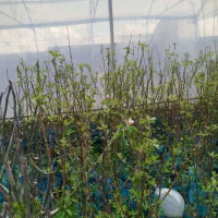 نهالستان زرین عدل .انواع نهال گلدانی