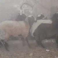 بره نر سرک دار