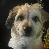 واگذاری فوری