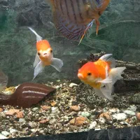 ماهی وآکواریوم|ماهی|تبریز, |دیوار