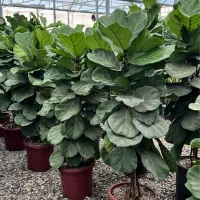 تولید و فروش و ارسال گل وگیاه آپارتمانی|گل و گیاه طبیعی|آمل, |دیوار