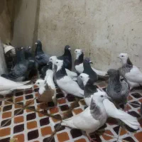 کفتر|پرنده|فیروزآباد (فارس), |دیوار