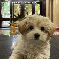 واگذاری پودل مالتیز