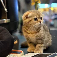 اسکاتیش گلد نر و ماده|گربه|لاهیجان, شیشه گران|دیوار