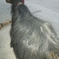 بزگله،داری، دوقلو حامله|حیوانات مزرعه|باغ ملک, |دیوار