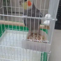 عروس هلندی نر یکساله