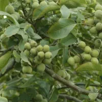 کود ۱۰۰٪ ارگانیک|خدمات باغبانی و درختکاری|مشهد, موسوی قوچانی|دیوار