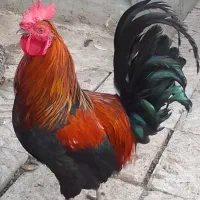 دوتاخروس