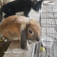 خرگوش لوپ|موش و خرگوش|مشهد, آبکوه|دیوار