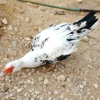 اردک سیکو|حیوانات مزرعه|آبدان, |دیوار