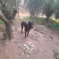 توله سراب ۷ماهه