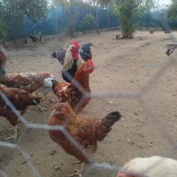 مرغ و خروس گلپایگان ۷ماهه و جوجه۳ماهه|حیوانات مزرعه|رودسر, |دیوار