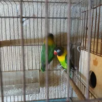 طوطی برزیلی|پرنده|شیراز, لشکری‎|دیوار