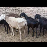 میش چینی قندوزی|حیوانات مزرعه|شیراز, سایت اداری|دیوار